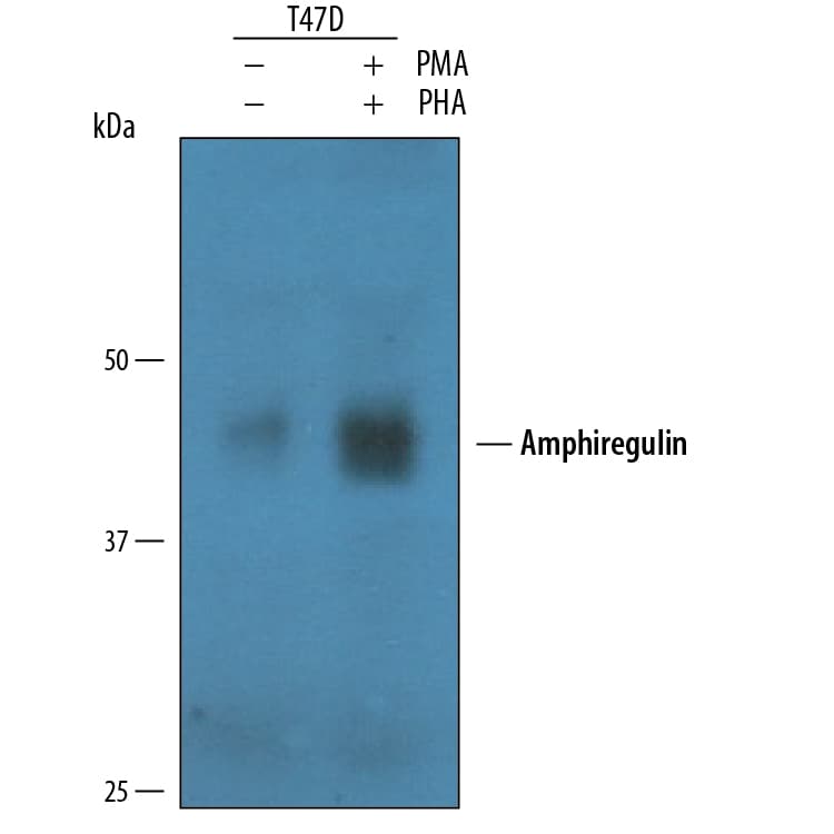 Detection of Human Amphiregulin antibody by Western Blot.