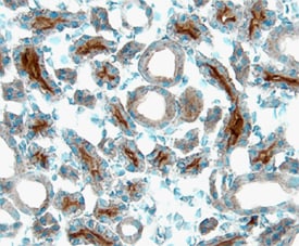 Angiopoietin‑3 antibody in Rat Kidney by Immunohistochemistry (IHC-Fr).