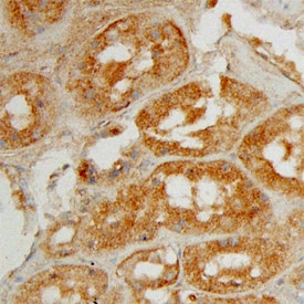 Angiopoietin-4 antibody in Human Kidney by Immunohistochemistry (IHC-P).