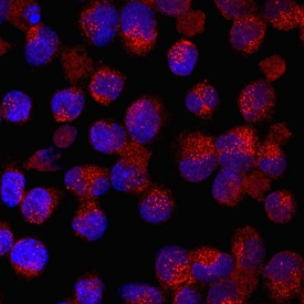 Angiopoietin-like Protein 6/ANGPTL6 antibody in BaF3 Mouse Cell Line by Immunocytochemistry (ICC).