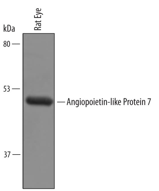 Detection of Rat Angiopoietin-like Protein 7/ANGPTL7 antibody by Western Blot.