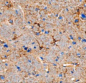 Angiopoietin-like Protein 7/ANGPTL7 antibody in Mouse Brain by Immunohistochemistry (IHC-Fr).