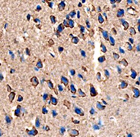 Angiopoietin-like Protein 7/ANGPTL7 antibody in Mouse Brain by Immunohistochemistry (IHC-Fr).
