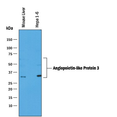Detection of Mouse Angiopoietin-like Protein 3/ANGPTL3 antibody by Western Blot.
