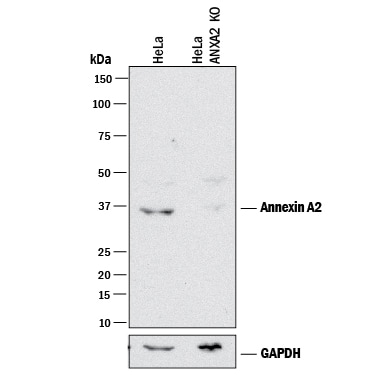 Western Blot Shows Human Annexin A2 Antibody Specificity by Using Knockout Cell Line.