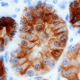 Annexin A4 antibody in Human Kidney by Immunohistochemistry (IHC-P).