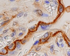 Annexin A6 antibody in Human Placenta by Immunohistochemistry (IHC-P).
