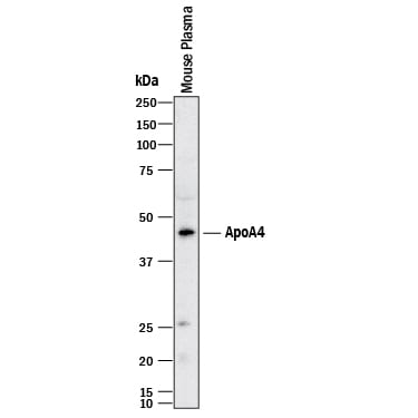 Detection of Mouse Apolipoprotein A-IV/ApoA4 antibody by Western Blot.
