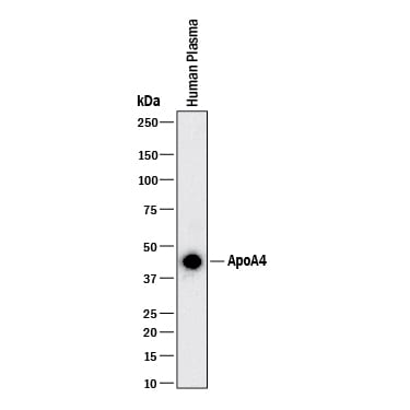 Detection of Human Apolipoprotein A-IV/ApoA4 antibody by Western Blot.