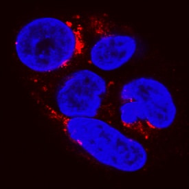 Apolipoprotein A-I/ApoA1 antibody in HepG2 Human Cell Line by Immunocytochemistry (ICC).