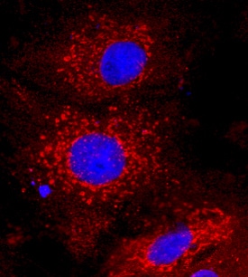 Apolipoprotein A-I/ApoA1 antibody in Human Hepatocytes by Immunocytochemistry (ICC).