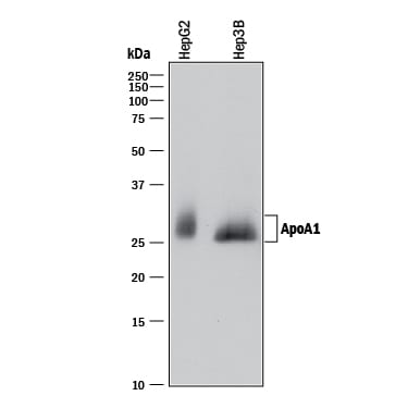 Detection of Human Apolipoprotein A-I/ ApoA1 antibody by Western Blot.