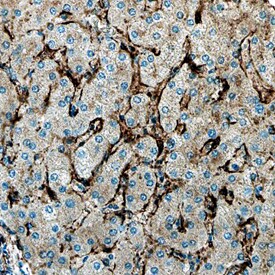 Arylsulfatase B/ARSB antibody in Human Liver by Immunohistochemistry (IHC-P).
