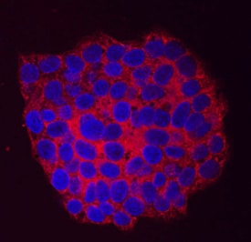 Arylsulfatase B/ARSB antibody in HepG2 Human Cell Line by Immunocytochemistry (ICC).