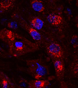 Atrial Natriuretic Peptide/ANP antibody in BG01V Human Embryonic Stem Cells by Immunocytochemistry (ICC).