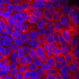 Attractin antibody in HepG2 Human Cell Line by Immunocytochemistry (ICC).