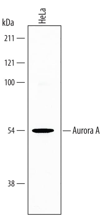 Detection of Human Aurora A antibody by Western Blot.