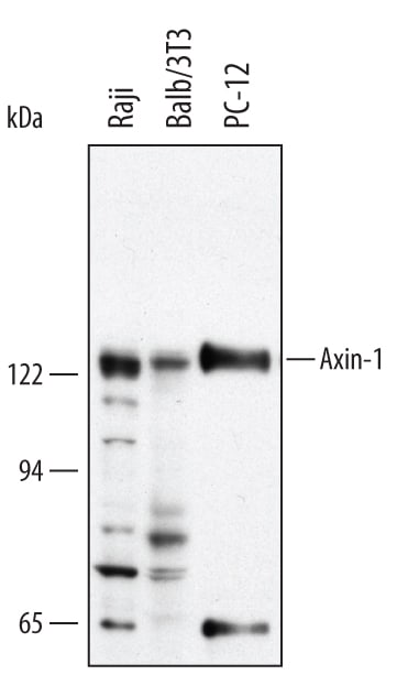 Detection of Human/Mouse/Rat Axin‑1 antibody by Western Blot.
