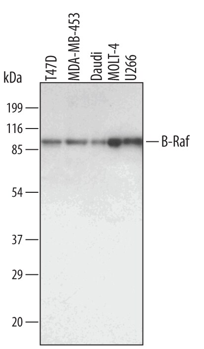 Detection of Human B-Raf antibody by Western Blot.