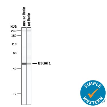 Detection of Mouse and Rat  beta -1,3-Glucuronyltransferase 1/B3GAT1 antibody by Simple WesternTM.
