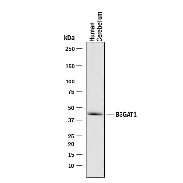 Detection of Human  beta -1,3-Glucuronyltransferase 1/B3GAT1 antibody by Western Blot.