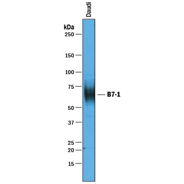 Detection of Human B7-1/CD80 antibody by Western Blot.
