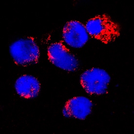 B7-1/CD80 antibody in Mouse Splenocytes by Immunocytochemistry (ICC).