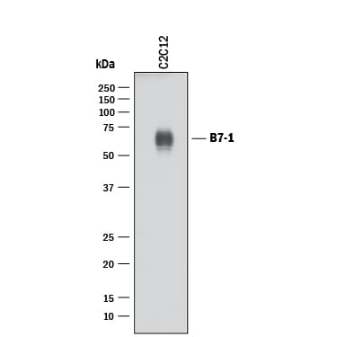Detection of Mouse B7-1/CD80 antibody by Western Blot.