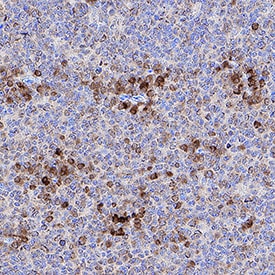 B7-1/CD80 antibody in Human Tonsil by Immunohistochemistry (IHC-P).