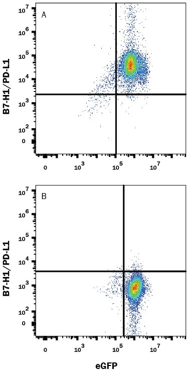 Detection of PD-L1/B7-H1 antibody in HEK293 Human Cell Line Transfected with Mouse PD-L1/B7-H1 and eGFP antibody by Flow Cytometry.
