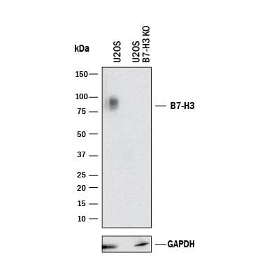 Western Blot Shows Human B7-H3 Antibody Specificity by Using Knockout Cell Line.