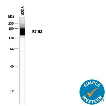 Detection of Human B7-H3 antibody by Simple WesternTM.