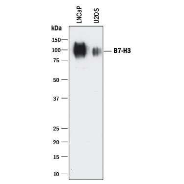 Detection of Human B7-H3 antibody by Western Blot.