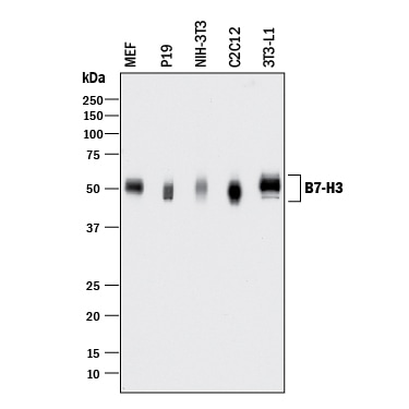 Detection of Mouse B7-H3 antibody by Western Blot.