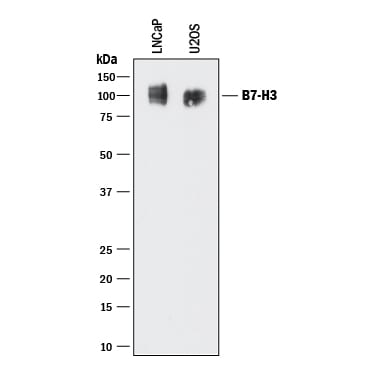 Detection of Human B7-H3 antibody by Western Blot.
