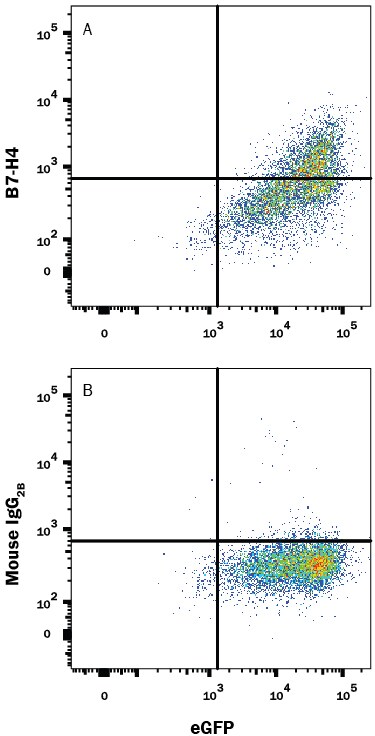 Detection of B7-H4 antibody in HEK293 Human Cell Line Transfected with Human B7-H4 and eGFP antibody by Flow Cytometry.