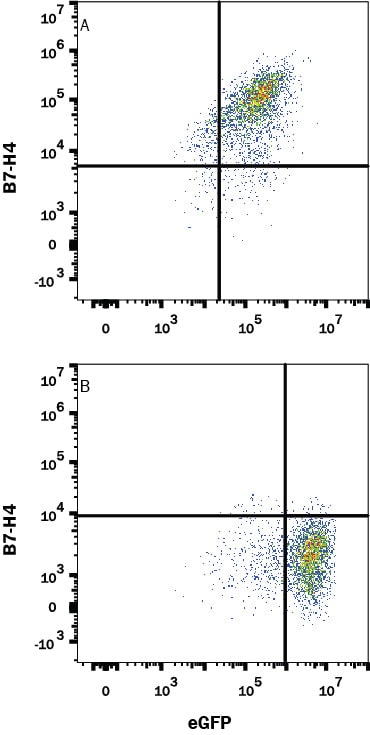 Detection of B7-H4 antibody in HEK293 Human Cell Line Transfected with Mouse B7-H4 and eGFP antibody by Flow Cytometry.
