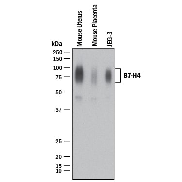 Detection of human and mouse B7-H4 antibody by Western Blot.
