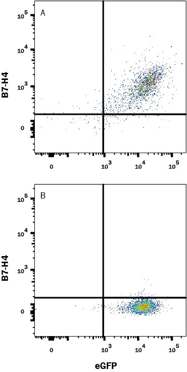 Detection of B7-H4 antibody in HEK293 Human Cell Line Transfected with Mouse B7-H4 and eGFP antibody by Flow Cytometry.