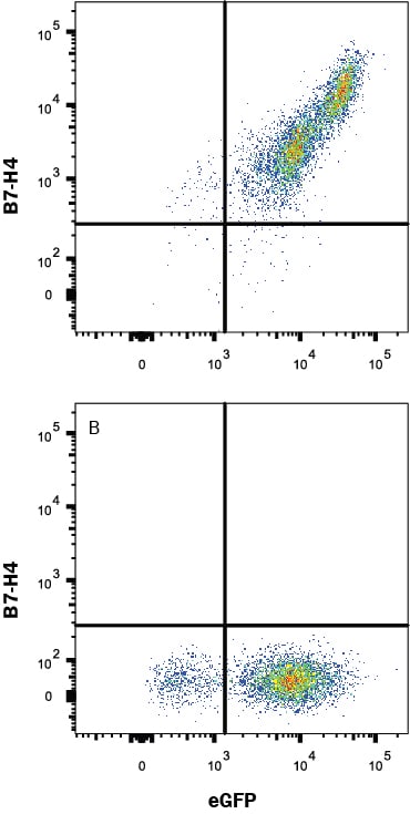 Detection of B7-H4 antibody in HEK293 Human Cell Line Transfected with Human B7-H4 and eGFP antibody by Flow Cytometry.