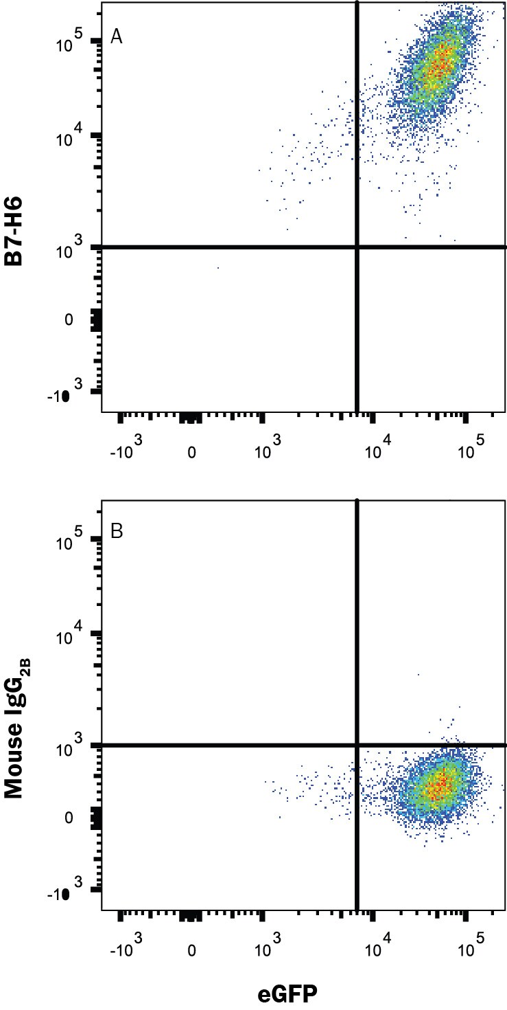 Detection of B7-H6 antibody in HEK293 Human Cell Line Transfected with Cynomologus Monkey B7-H6 and eGFP antibody by Flow Cytometry.