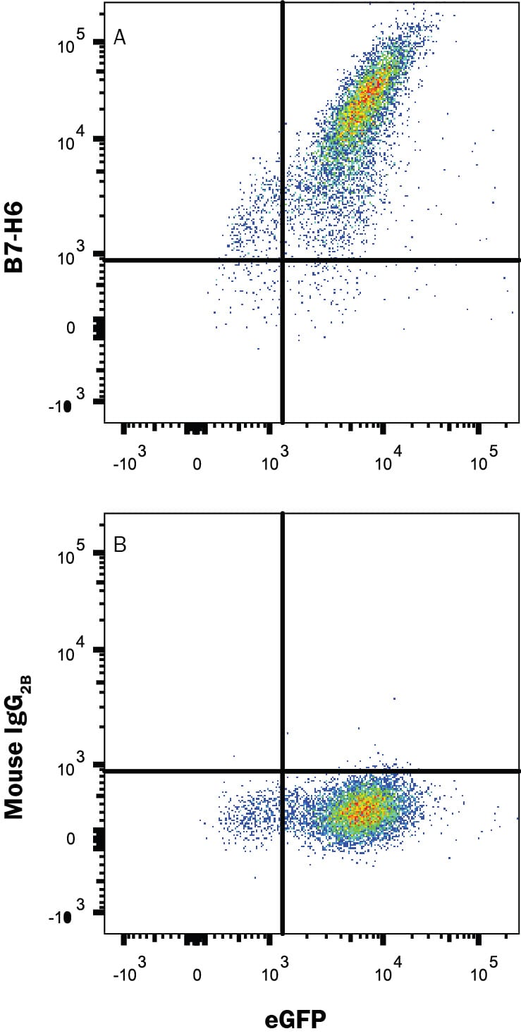 Detection of B7-H6 antibody in HEK293 Human Cell Line Transfected with Human B7-H6 and eGFP antibody by Flow Cytometry.