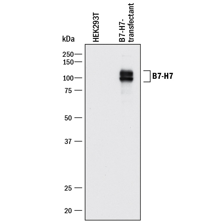 Detection of Human B7-H7/HHLA2 antibody by Western Blot.