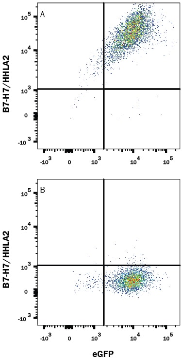 Detection of B7-H7/HHLA2 antibody in HEK Human Cell Line Transfected with Human B7-H7/HHLA2 and eGFP antibody by Flow Cytometry.