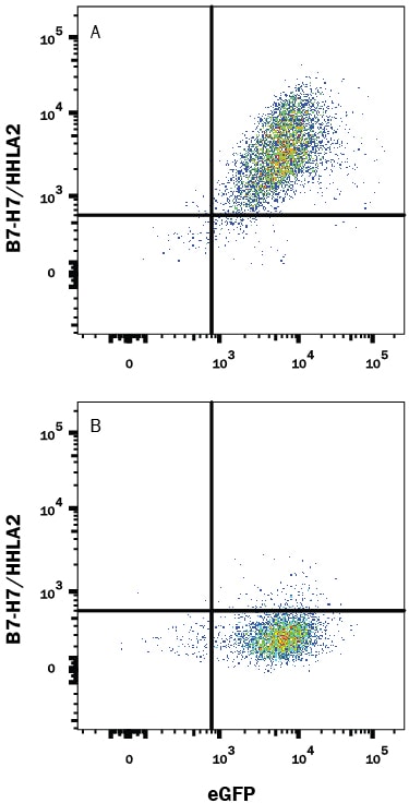 Detection of B7-H7/HHLA2 antibody in HEK Human Cell Line Transfected with Human B7-H7/HHLA2 and eGFP antibody by Flow Cytometry.