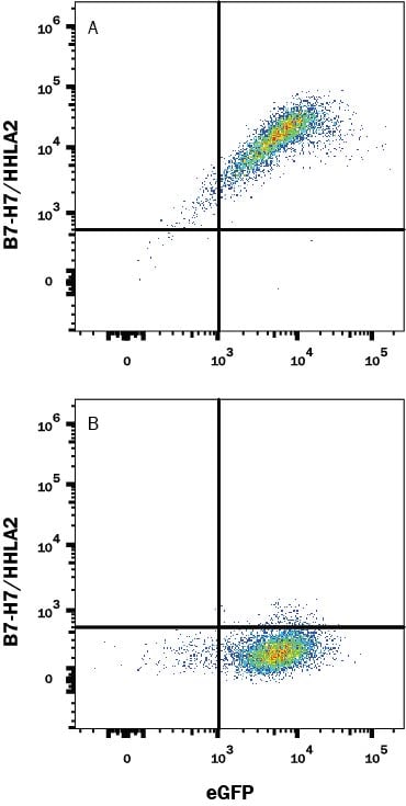 Detection of B7-H7/HHLA2 antibody in HEK Human Cell Line Transfected with Human B7-H7/HHLA2 and eGFP antibody by Flow Cytometry.