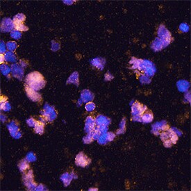 B7-H7/HHLA2 antibody in Human PBMCs by Immunocytochemistry (ICC).