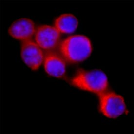 BAFF/BLyS/TNFSF13B antibody in RAW264 by Immunocytochemistry (ICC).7 Mouse Cell Line by Immunocytochemistry (ICC).