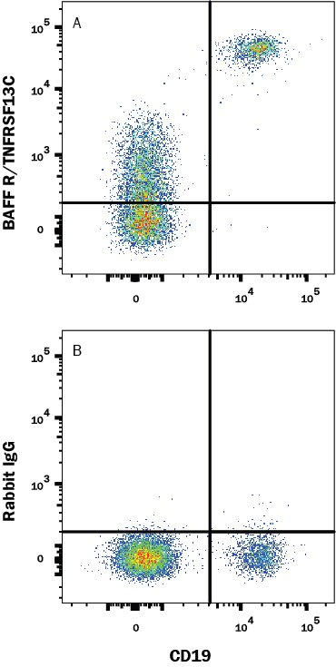 Detection of BAFF R/TNFRSF13C antibody in PBMCs antibody by Flow Cytometry.
