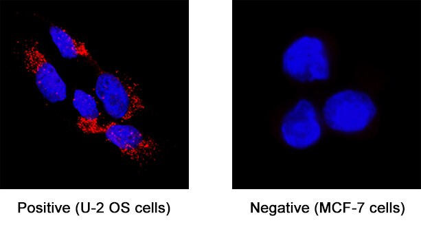 BAI1 antibody in U2OS Human Cell Line by Immunocytochemistry (ICC).